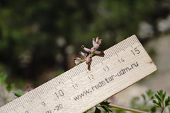 Fumaria kralikii