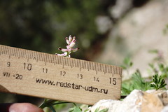 Fumaria kralikii