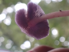 Laccaria gomezii