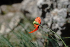 Papaver laevigatum