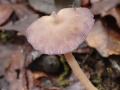 Laccaria gomezii