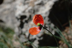 Papaver laevigatum