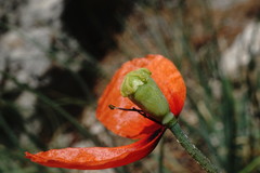 Papaver laevigatum