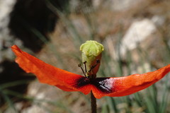 Papaver laevigatum