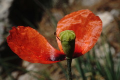 Papaver laevigatum