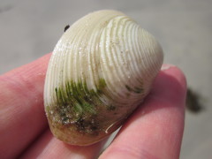 Katelysia rhytiphora