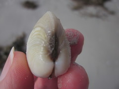 Katelysia rhytiphora