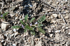 Astragalus sinaicus
