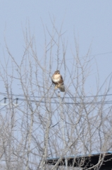 Buteo japonicus