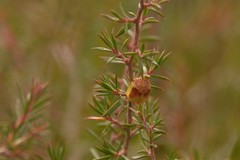 Paropsisterna hectica