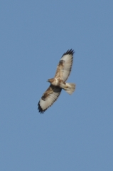Buteo japonicus