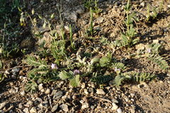 Astragalus sinaicus