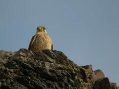 Falco tinnunculus dacotiae