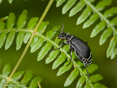 Epicauta vidua