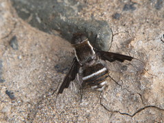 Exhyalanthrax simonae