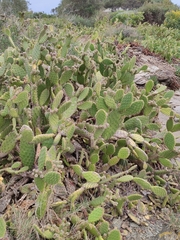Opuntia puberula