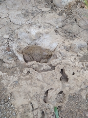 Sclerophrys mauritanica