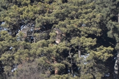 Buteo japonicus