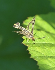 Chamaesphecia empiformis