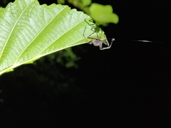 Araneae
