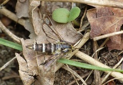 Chamaesphecia empiformis