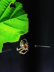 Araneae