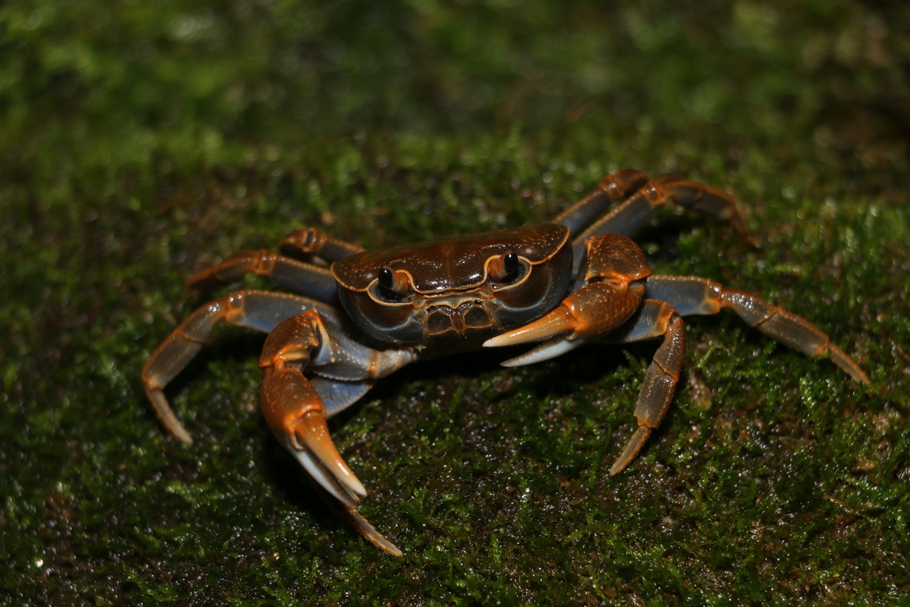Potamiscus yunnanensis