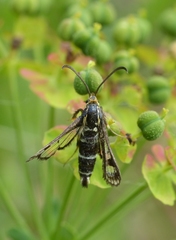Chamaesphecia empiformis