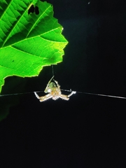 Araneae
