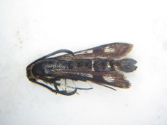 Chamaesphecia nigrifrons