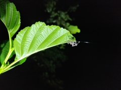 Araneae