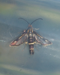 Chamaesphecia nigrifrons