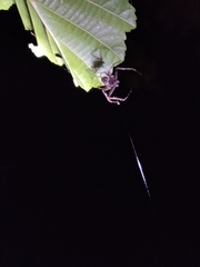 Araneae