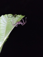Araneae