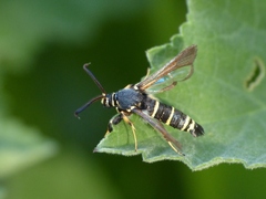 Paranthrene tabaniformis