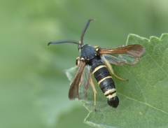 Paranthrene tabaniformis