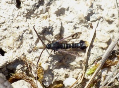 Synanthedon andrenaeformis
