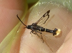 Synanthedon andrenaeformis