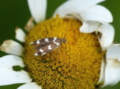 Scythris scopolella