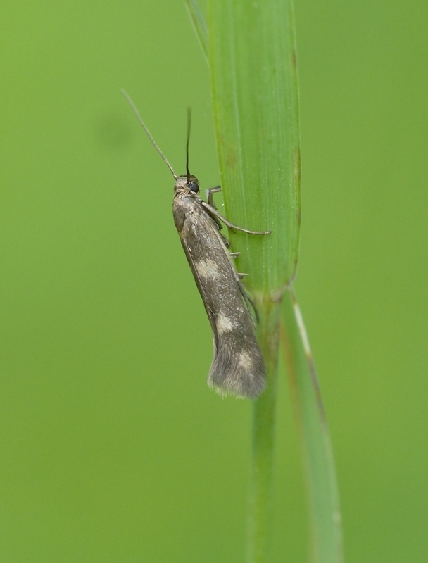 Scythris scopolella