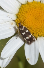 Scythris scopolella
