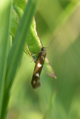 Scythris scopolella