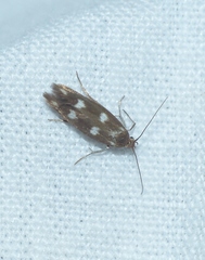 Scythris scopolella