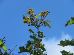 Cenostigma bracteosum