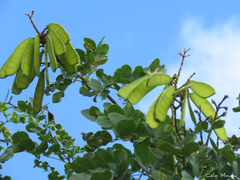 Cenostigma bracteosum