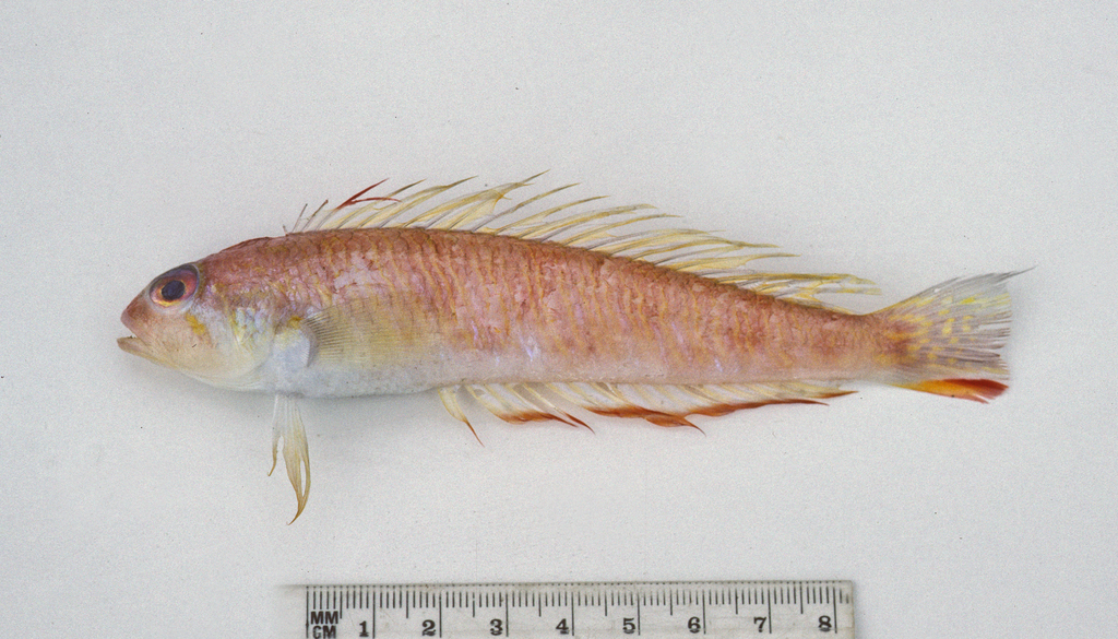Threespine Grubfish