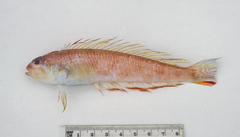 Simipercis trispinosa