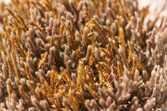 Selaginella acanthonota