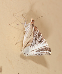 Phrataria replicataria