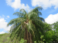 Acrocomia intumescens